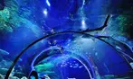 SPECIAL OFFER! SEA LIFE Charlotte Admission