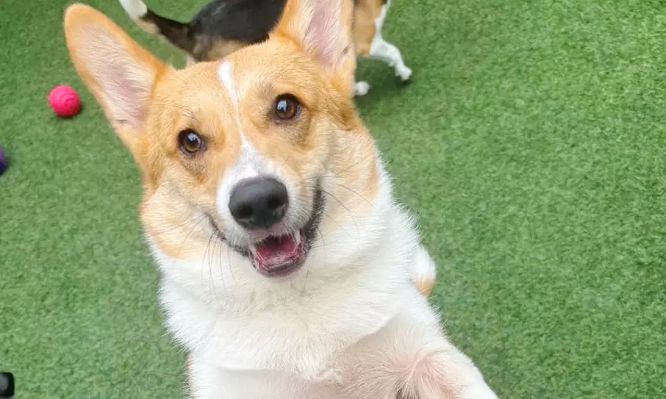 3 or 7-Night Dog Boarding Stay with Playtime & Personalized Care