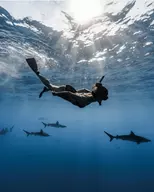 Up to 20% Off on Shark Diving at Hawaii Adventure Diving