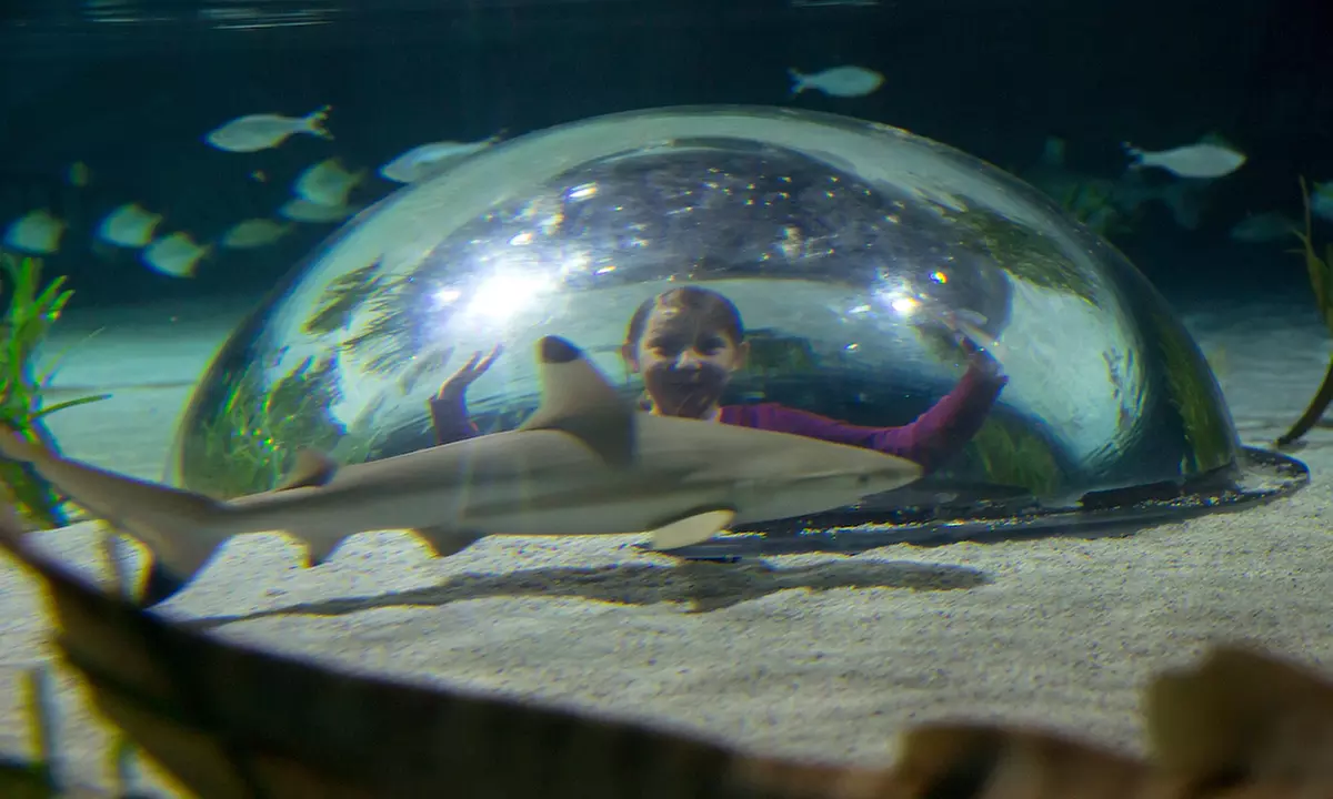 Ticket: SEA LIFE Oberhausen