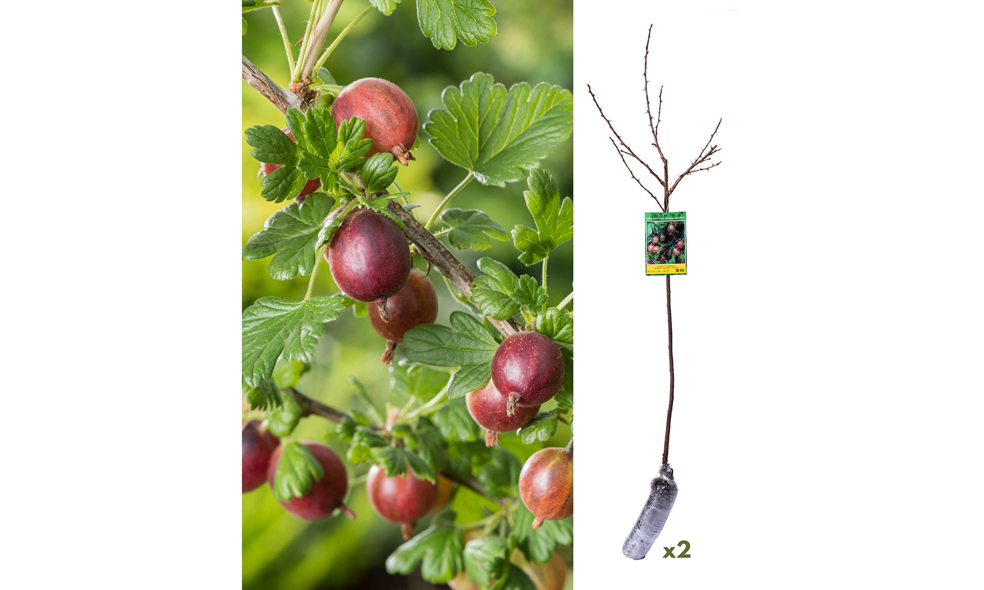 Lot de 2 plants de groseilliers rouges sur tige