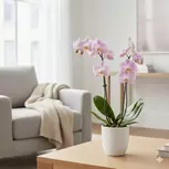 Live Orchid Deal: Elegant Light Pink Orchid with Free Shipping Up to 20% Off