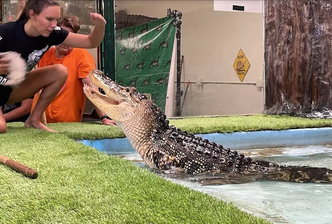 Interactive Reptile Zoo Admission: Snakes, Lizards, and Tortoises!