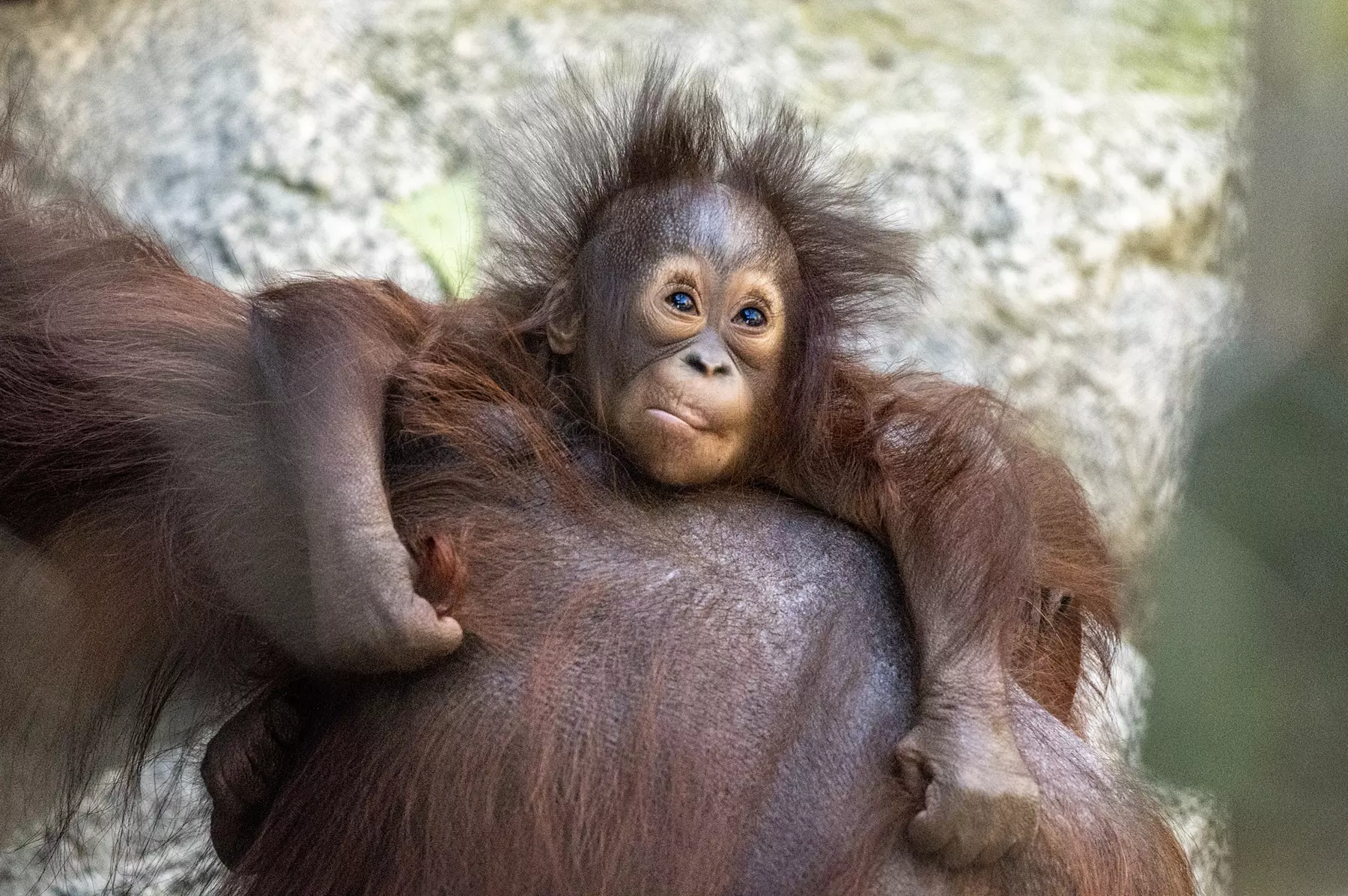 LA Zoo Admission - Explore Incredible Wildlife at the Los Angeles Zoo