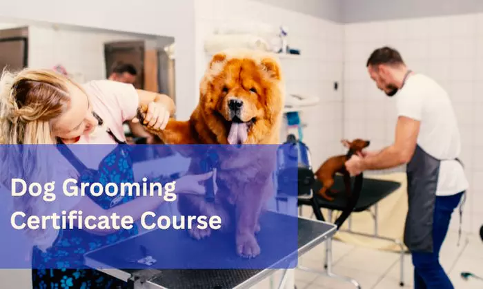 Master Dog Grooming Certificate or Animal Care Online Course