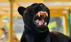 40% Off Zoo Admission or VIP Experience at Georgia Untamed Zoo