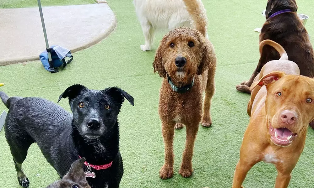 3 or 7-Night Dog Boarding Stay with Playtime & Personalized Care