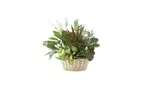 Great Discounts on All Plant Arrangements - No Restrictions!