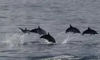 Experience Oahu's Magical Sunset Snorkel Cruise with Dolphins & Dinner