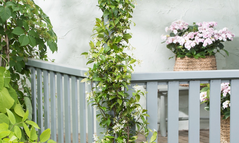 1 o 2 Gelsomino toscano XXL