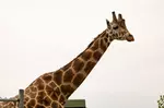 African Safari Wildlife Park: Drive & Walk-Thru Safari w/ 400+ Animals