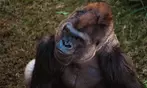 San Antonio Zoo Discount Tickets & Savings!