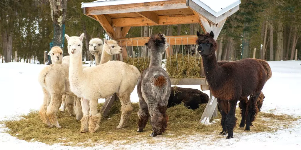Winterliche Lamawanderung für 2 Personen im Pfälzerwald ❄️