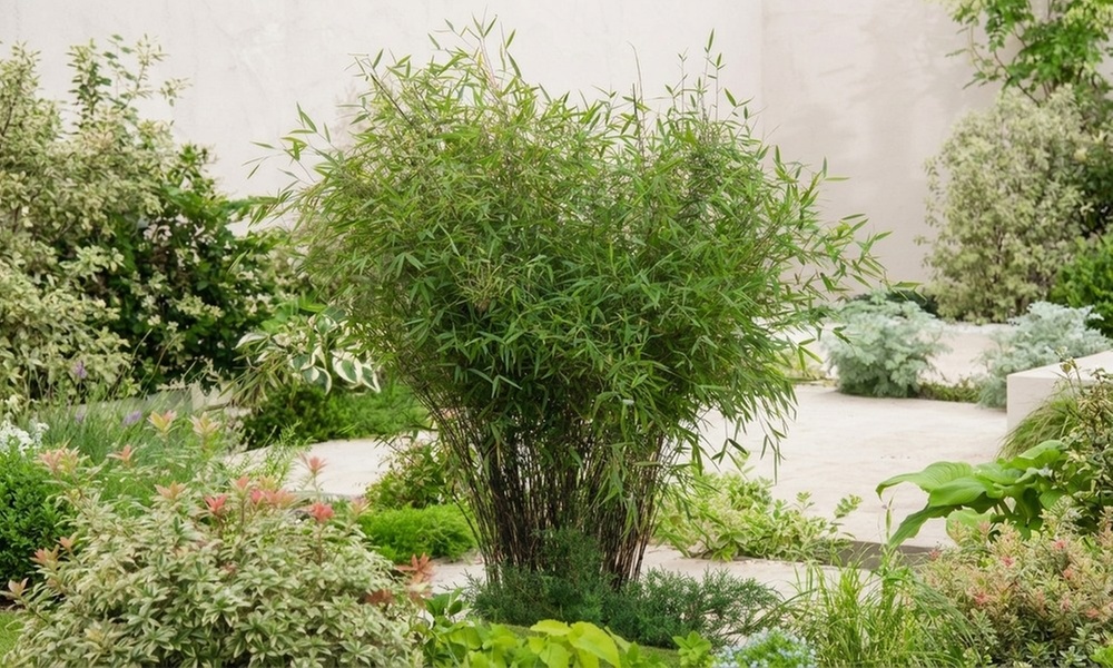 1 o 2 piante Fargesia 'Red Dragon'