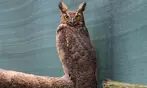 Experience Wildlife - Admission to North Florida Wildlife Center