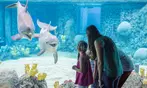 END OF SUMMER SALE! SeaWorld San Antonio Ticket Deals - Up to 57% Off