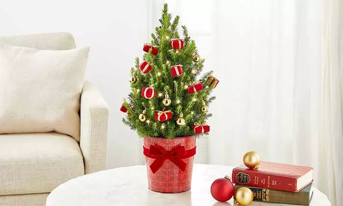 Christmas Décor & Plant Gifts FTD.com Same-Day Delivery Up to 50% Off