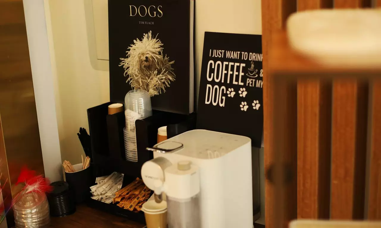 Full and Basic Grooming Options for Dogs and Cats