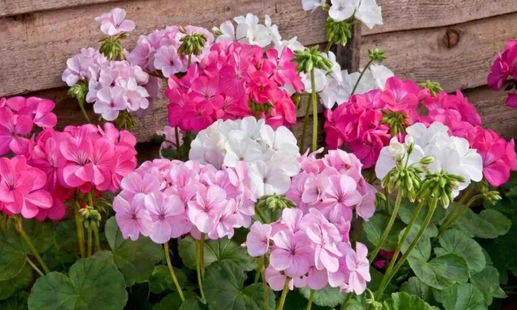 30 or 60 Geranium ‘Jackpot’ Summer Colour Collections