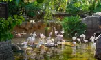 Vive un viaje educativo y salvaje con una entrada a Bioparc Fuengirola