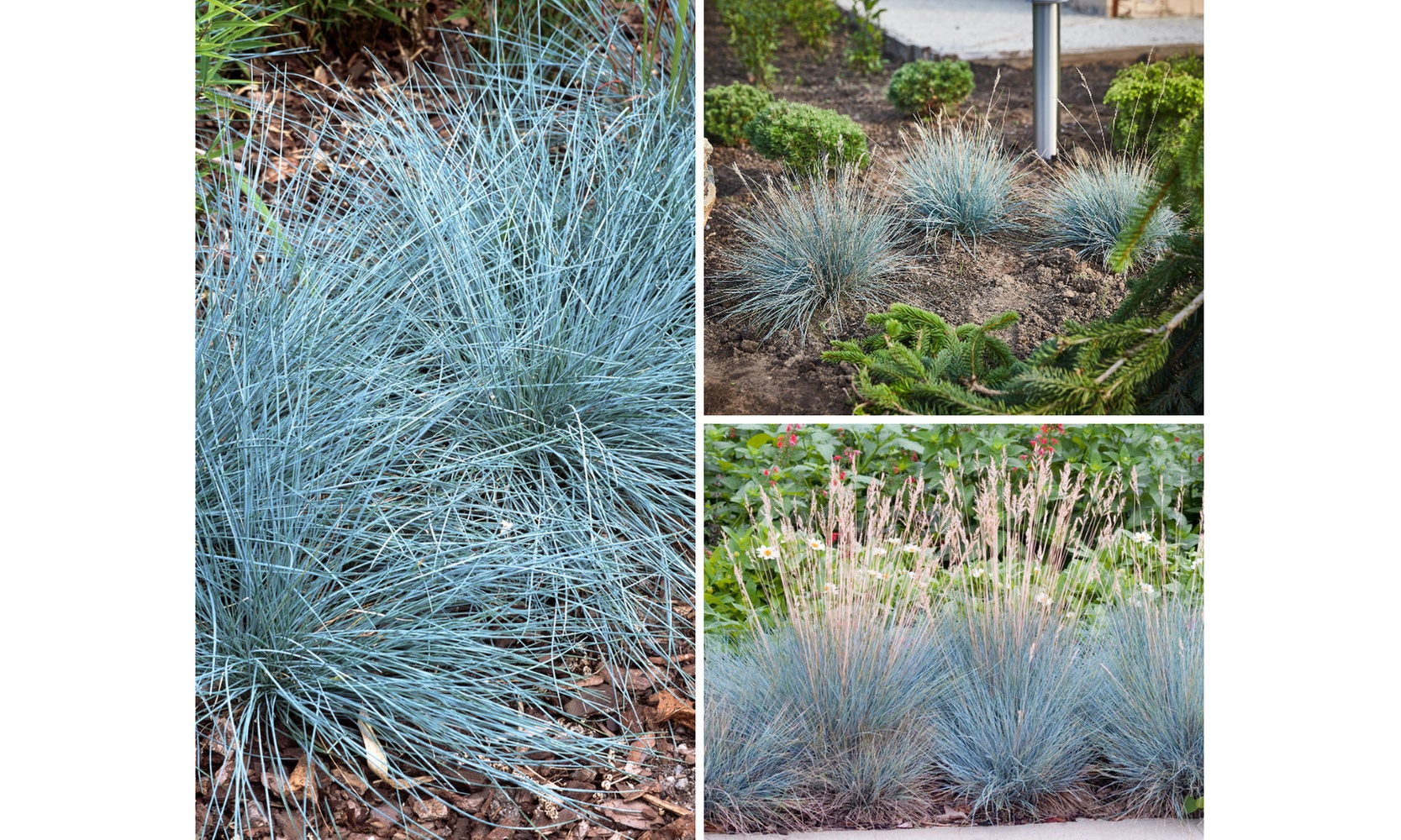 4 o 8 piante di Blauw Schapengras "Festuca glauca Elija Blue"