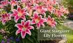 Flower Bulb Collections: Bleeding Hearts, Baby's Breath, Gladiolus, Bee & Butterfly Garden