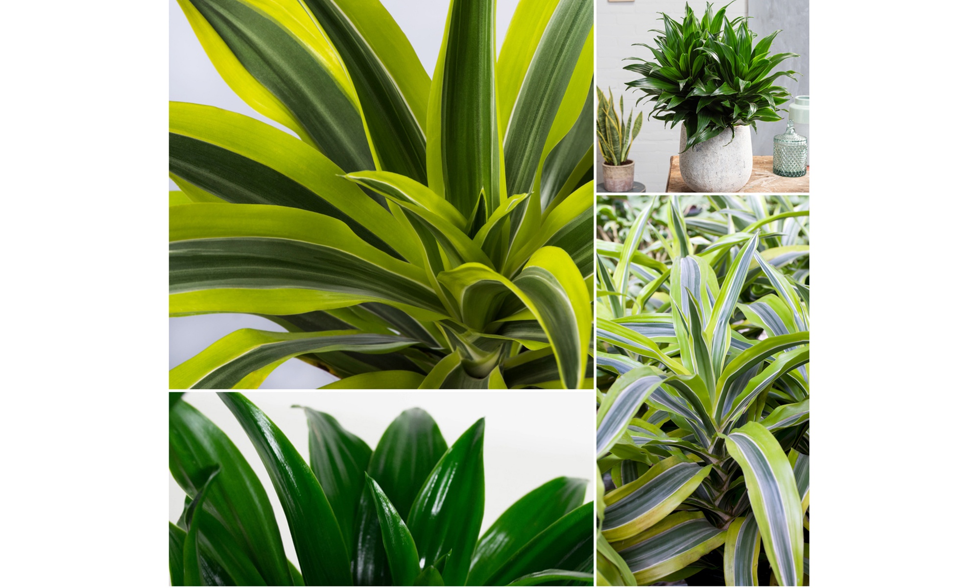 Set di 4 piante di Dragon Tree Dracaena