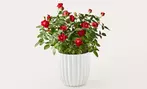 ProFlowers Deal: Same-Day Plant Delivery Discount Up to 45% Off