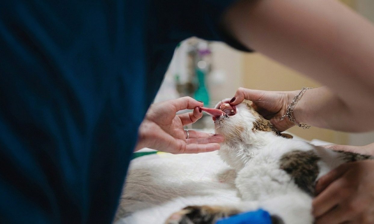 Chequeo y vacuna, microchip y alta en el registro para perros y gatos