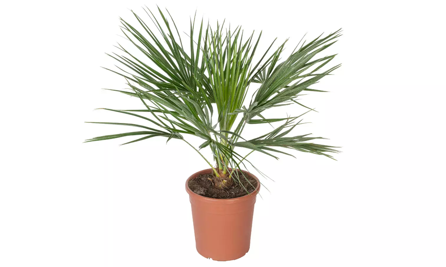 Set van 1 of 2 Europese Dwergpalmen