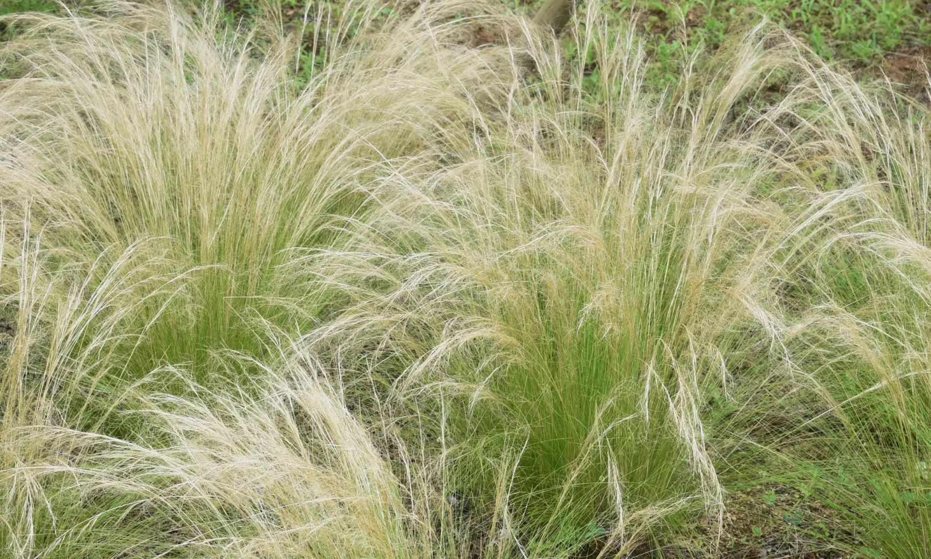 Mehrjähriges Set „Lila“ mit 8 Pflanzen