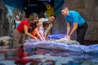 ICON Park Attraction Deals - Madame Tussauds, SEA LIFE, Orlando Eye