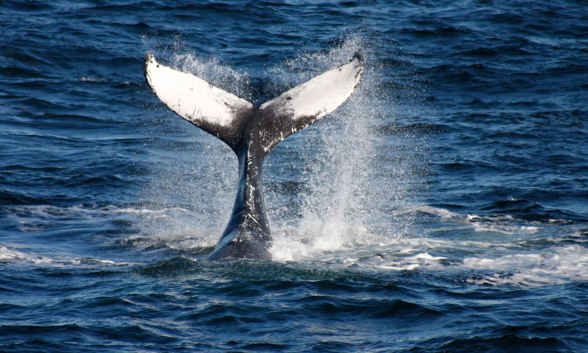 3-Hour Whale, Dolphin & Bird Trip - Experience Nature Close Up!