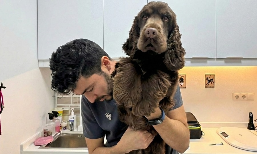 Pack vacunación perro y gato: rabia, primera cachorro y polivalente