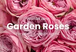 Rosaholics Deal: Up to 57% Off Garden & Peony-Style Roses