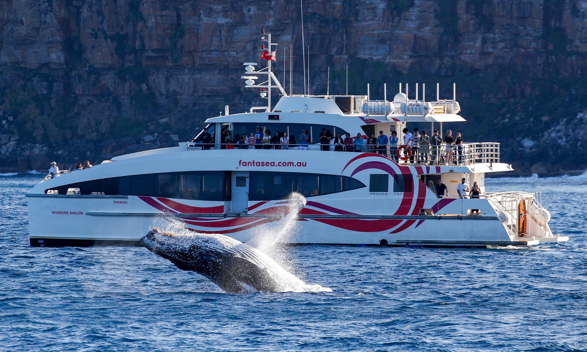 2.5-Hour Weekday or Weekend Whale Watching Cruise with Live Commentary