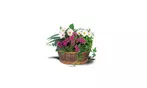 Great Discounts on All Plant Arrangements - No Restrictions!