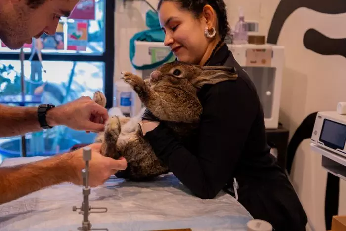 Up to 55% Off on Vet at Green Dog Dental and Veterinary Center