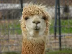 African Safari Wildlife Park: Drive & Walk-Thru Safari w/ 400+ Animals