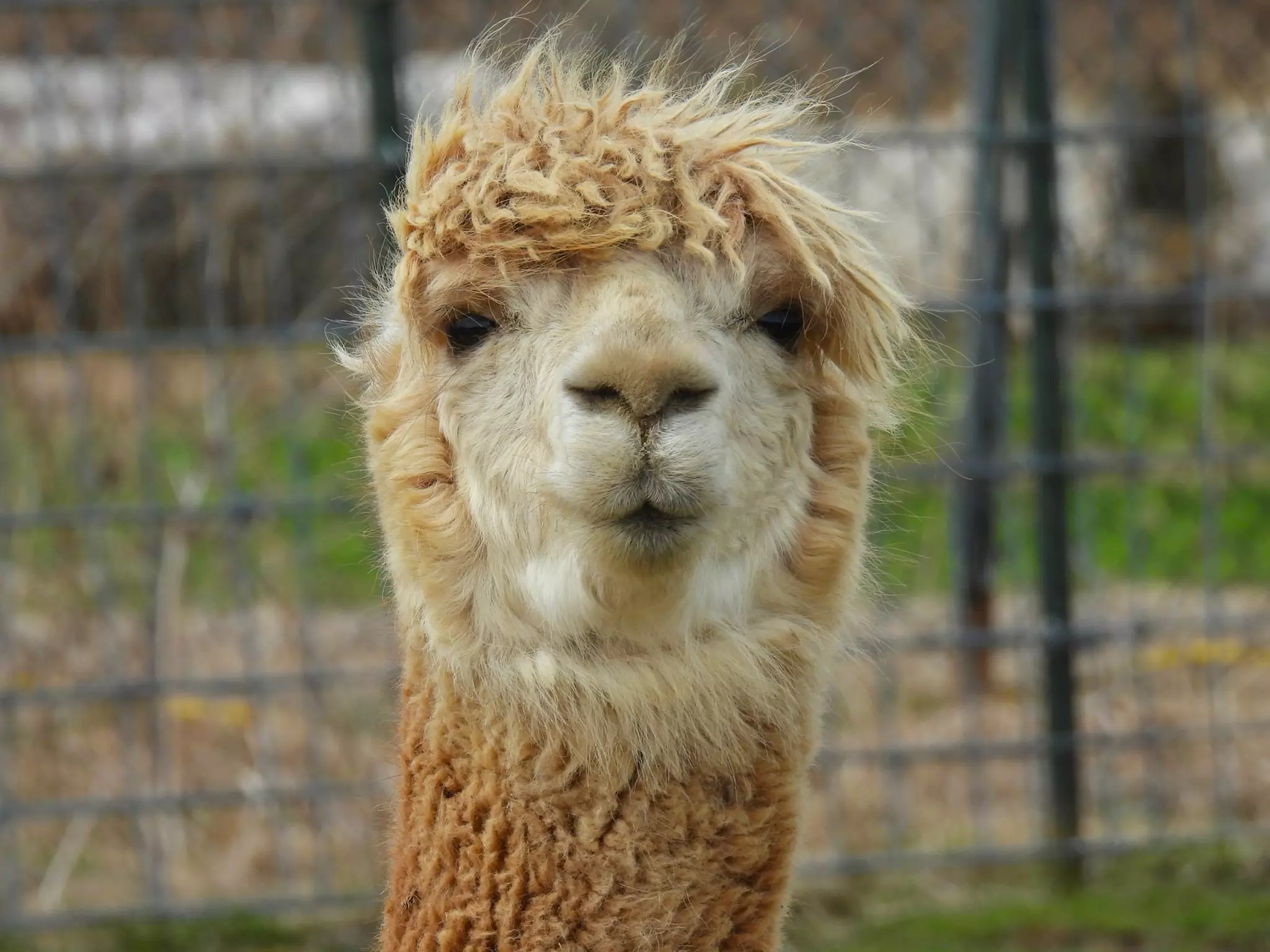 African Safari Wildlife Park: Drive & Walk-Thru Safari w/ 400+ Animals