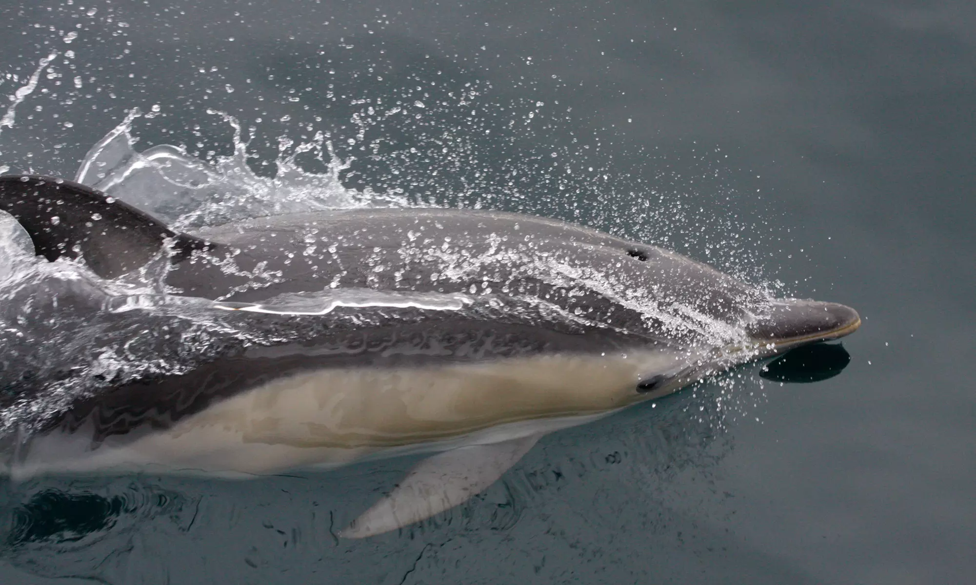3-Hour Whale, Dolphin & Bird Trip - Experience Nature Close Up!