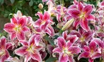 Flower Bulb Collections: Bleeding Hearts, Baby's Breath, Gladiolus, Bee & Butterfly Garden