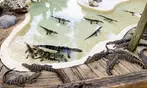 Drive-Thru Safari Deals & Discounts with BBQ Lunch