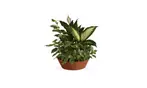 Great Discounts on All Plant Arrangements - No Restrictions!