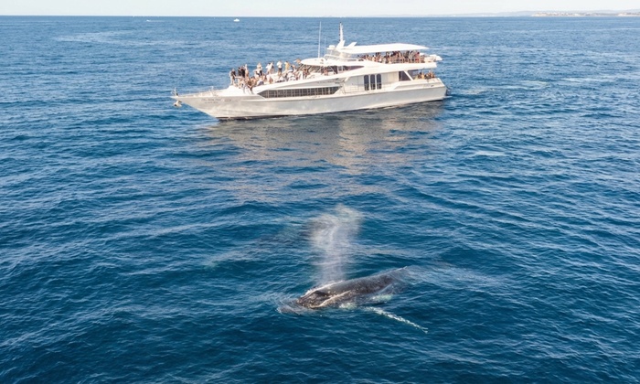 A majestic humpback whale breaches near a luxury superyacht with spectators on deck during a Gold Coast whale watching tour.