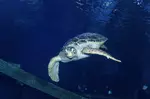Shark Reef Aquarium and Undersea Explorer VR Experience - Mandalay Bay