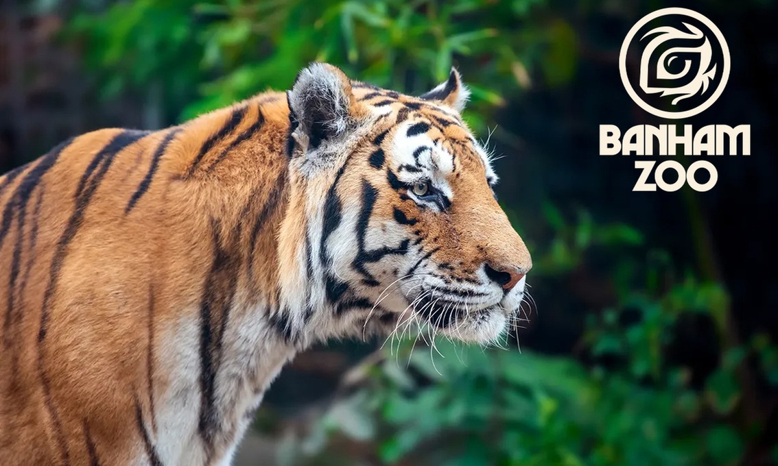 Immersive Animal Experiences & Daily Talks at Banham Zoo, Norwich