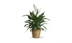 Great Discounts on All Plant Arrangements - No Restrictions!