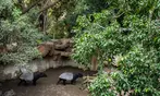 Vive un viaje educativo y salvaje con una entrada a Bioparc Fuengirola