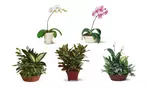 Great Discounts on All Plant Arrangements - No Restrictions!
